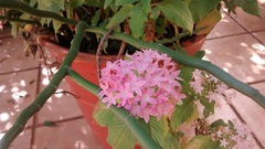 Pentas lanceolata