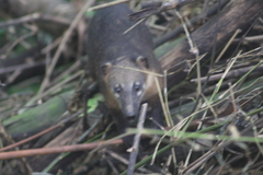 Nasua nasua nasua