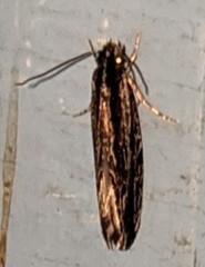 Nemapogon rileyi