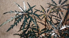 Plerandra elegantissima