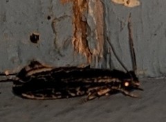 Nemapogon rileyi