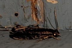 Nemapogon rileyi