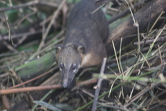 Nasua nasua nasua