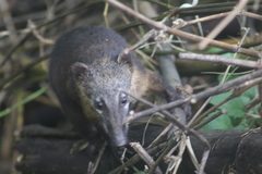 Nasua nasua nasua