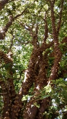 Plinia cauliflora