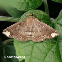 Adrapsa quadrilinealis