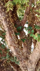 Plinia cauliflora