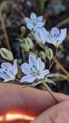 Triteleia lilacina