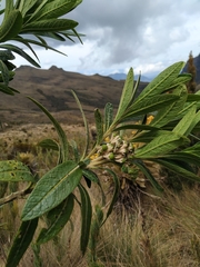 Solanum stenophyllum