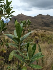 Solanum stenophyllum