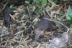Nasua nasua nasua