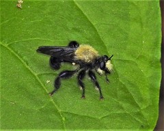 Laphria flavicollis