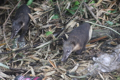 Nasua nasua nasua