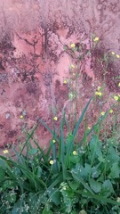 Asteraceae
