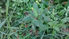 Asteraceae