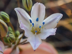 Triteleia lilacina