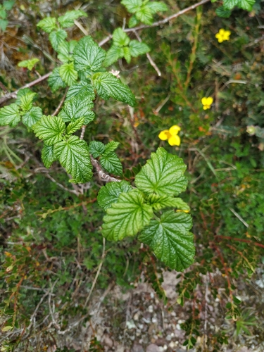 Ribes andicola (Ribes andicola)
