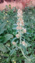Asteraceae