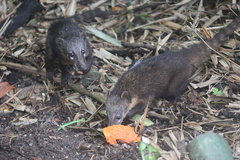 Nasua nasua nasua