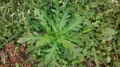 Asteraceae