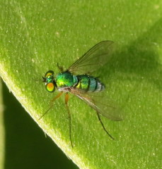 Chrysosoma globiferum