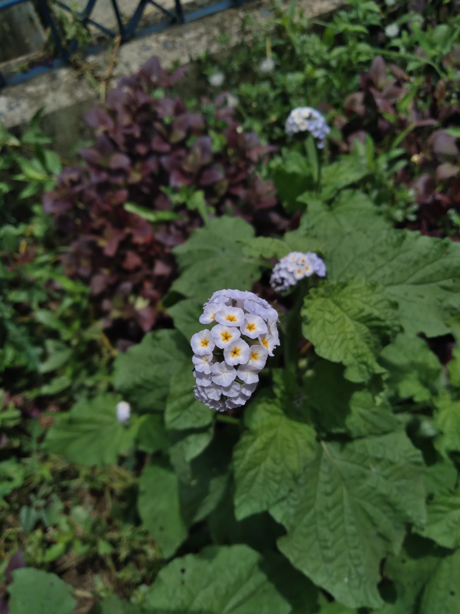 Heliotropium elongatum
