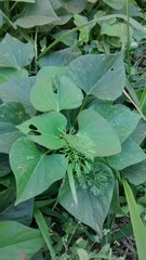 Angiospermae