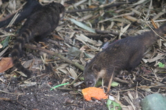 Nasua nasua nasua