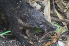 Nasua nasua nasua