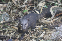 Nasua nasua nasua
