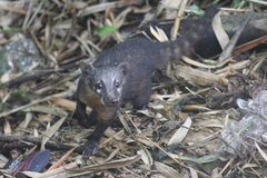 Nasua nasua nasua