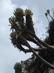 Espeletia cachaluensis