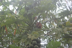 Nasua nasua nasua
