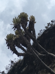 Espeletia cachaluensis