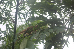 Nasua nasua nasua