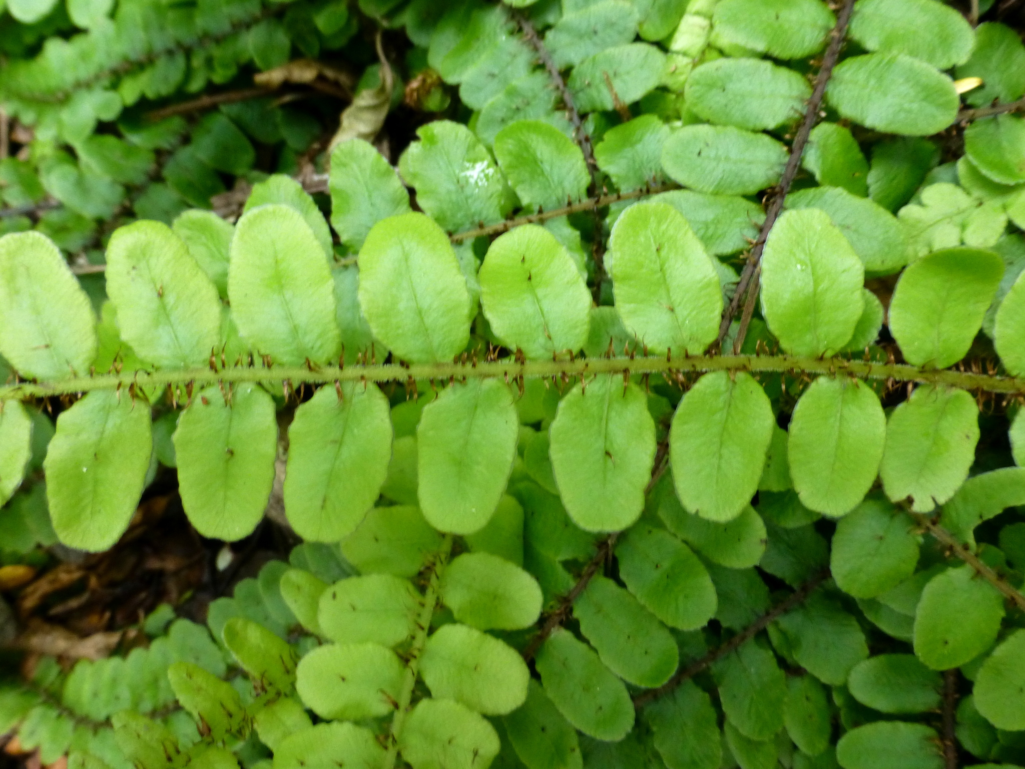 Cranfillia fluviatilis
