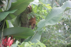Nasua nasua nasua