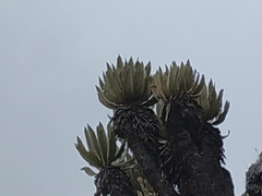 Espeletia cachaluensis
