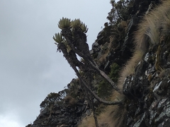 Espeletia cachaluensis