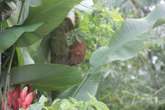 Nasua nasua nasua