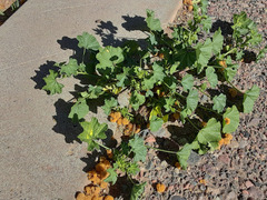 Malva parviflora