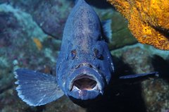 Marbled Grouper photo 3
