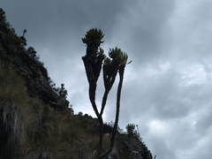 Espeletia cachaluensis