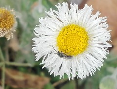 Erigeron longipes