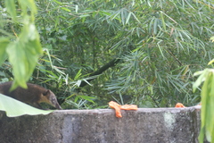 Nasua nasua nasua