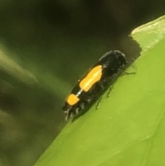 Ptosima gibbicollis