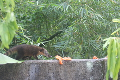 Nasua nasua nasua