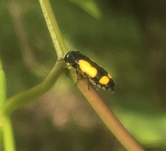 Ptosima gibbicollis