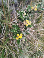 Scrobicaria ilicifolia