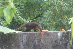 Nasua nasua nasua